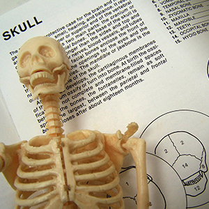 Miniature plastic model of human skeleton lying on a textbook page about the the skull.