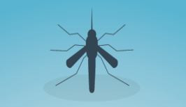 Mosquito image