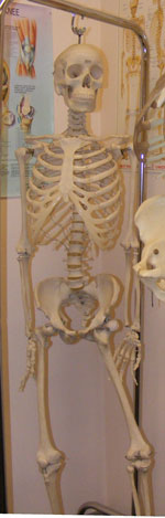 skeleton hanging in Anatomy and Physiology classroom