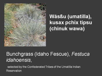 Bunchgrass (Idaho Fescue), Festuca idahoensis