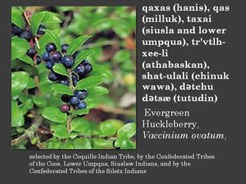 Evergreen Huckleberry, Vaccinium ovatum