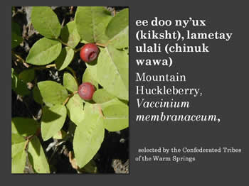 Mountain Huckleberry, Vaccinium membranaceum
