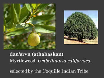 Myrtlewood, Umbellularia californica