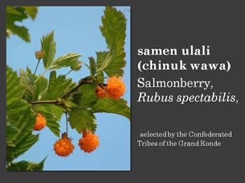salmonberry, rubus spectabilis