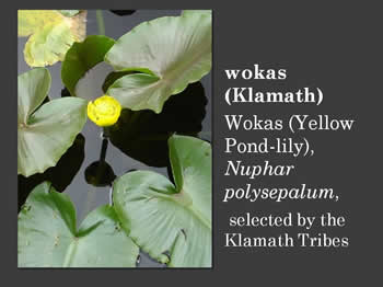 yellow pond lily, nuphar polysephalum