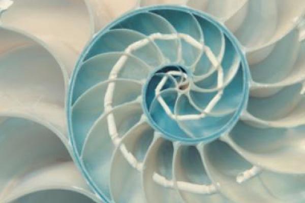 a cut out of an irridescent, light teal seashell showing its spiral structure