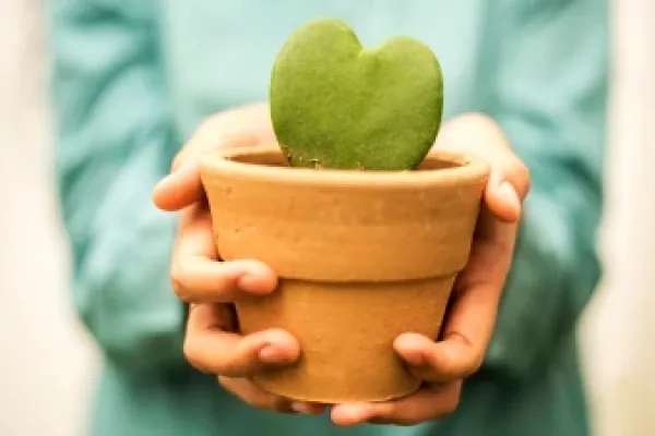 Hands holding a heart shaped potted plant.