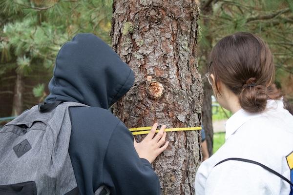two biology students at Lane measure the circumference of a pine tree for a Environmental Science class