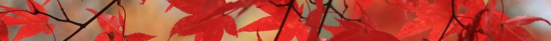 bright red leaves of a Japanese maple in autumn