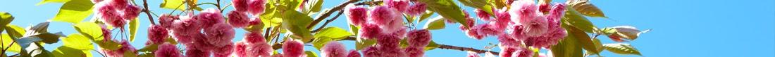 bright pink cherry blossoms and green leaves against a blue, spring sky