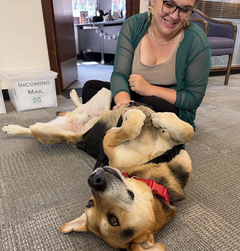 Therapy dog Moose on his back getting tummy rubs from laughing executive assistant (human) Megan Miller