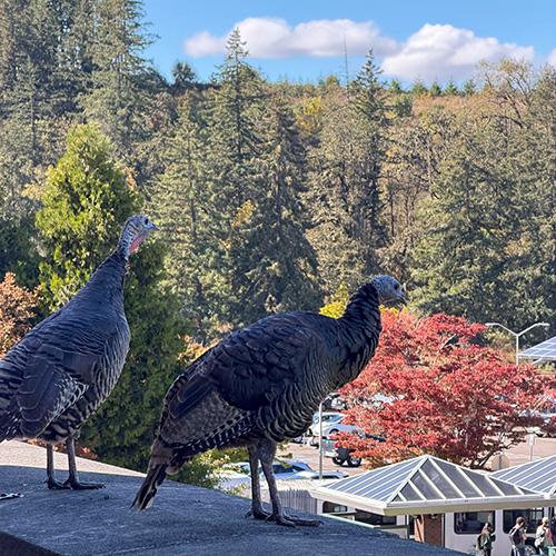 two turkeys perch on a railing and look down at students exiting a bus on a beautiful fall day on campus