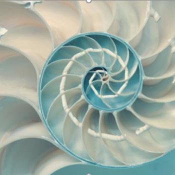 a cut out of an irridescent, light teal seashell showing its spiral structure